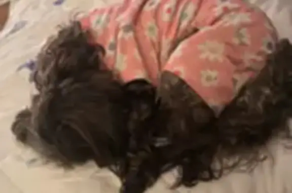 Lost dog, Sumner Road, Pink Hill - female, black and grey, blind - photo