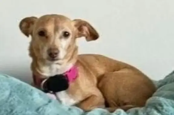 Missing dog San Antonio, photo: Lost dog, Pinebrook Drive, San Antonio - female Cheweenie