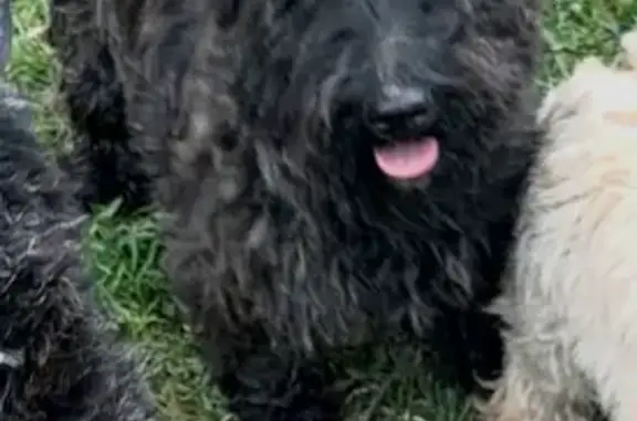 Lost dog, Crystal Lake, Illinois - photo
