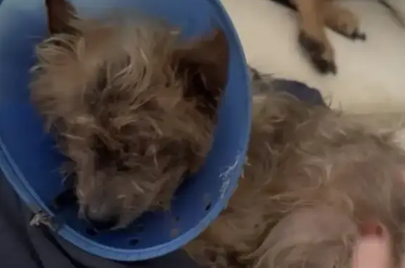 Lost dog, Southeast Timucuan Road, Ocklawaha - female with cone and green tattoo - photo