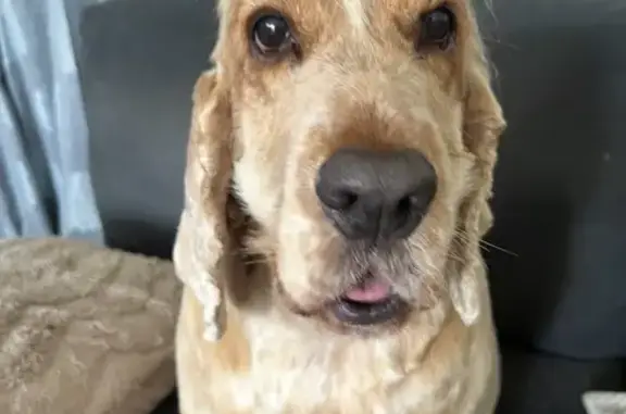Lost dog, Cedar Drive, Beaudesert - male tan Cocker Spaniel - photo