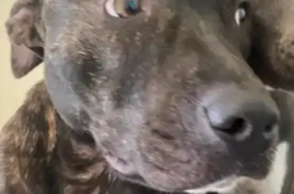 Lost dog, Satsuma Crescent, Para Hills - female American staffy - photo