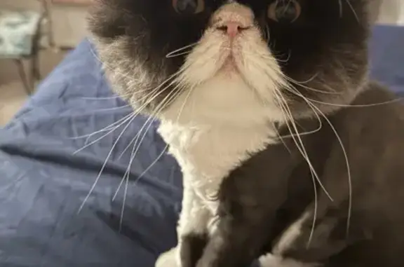 Lost cat, Benton Pointe Way, Chester - black with white neck, underbelly and paws - photo