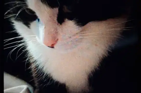 Lost cat, Rock Point Road, Mount Joy - tuxedo, big male - photo
