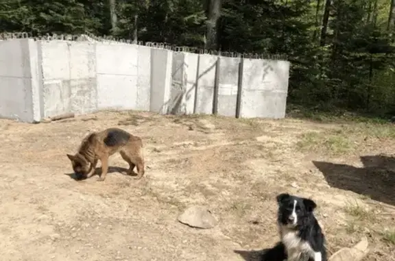 Знайдено собаку Трускавець, фото: Знайдена собака, Трускавець, Львівська область - німецька вівчарка та чорнобіла собачка
