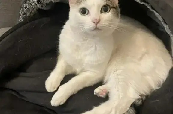 Missing cat Banyule, photo: Lost cat, Scott Grove, 37, Melbourne - small white with brown tabby markings
