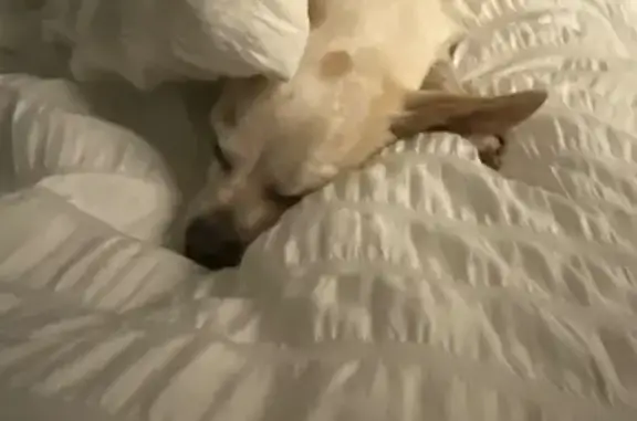 Missing dog San Antonio, photo: Lost dog, Donalan Drive, Converse, San Antonio - male white elderly chihuahua