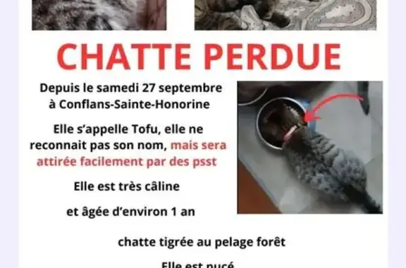 Chat perdu, Rue Pasteur, Conflans-Sainte-Honorine - collier rose - photo