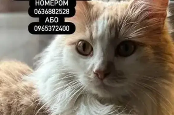 Зникла кішка, вулиця Миколи Костомарова, 15, Вінниця - пухнаста біла з рудими п'ятнами - photo