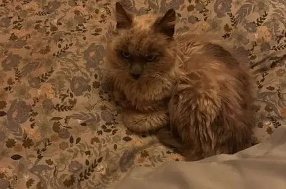 Encontrado gato, Facinas, Alge...