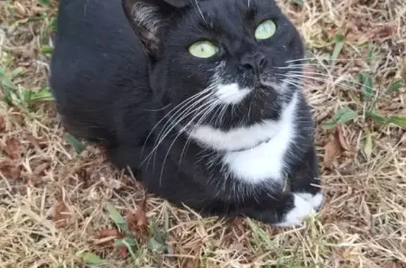 Lost female cat, Bromwich Court, City of Whittlesea, Melbourne - photo
