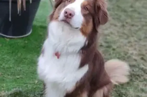 Chien perdu, Dijon - femelle avec collier et harnais noirs - photo
