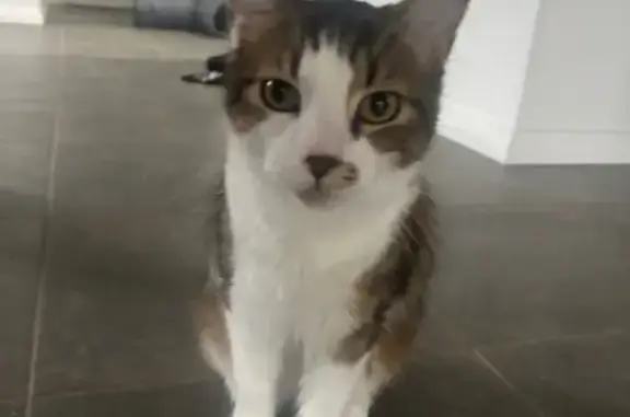 Lost male cat, Dorland Street, 29, Blacktown, Melbourne - fluffy and very quiet meows - photo