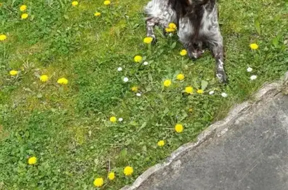 Animaux perdus Isigny-sur-Mer, photo: Chien perdu, Rue de la Vallée d'Aure, Isigny-sur-Mer - épagneul breton tricolore