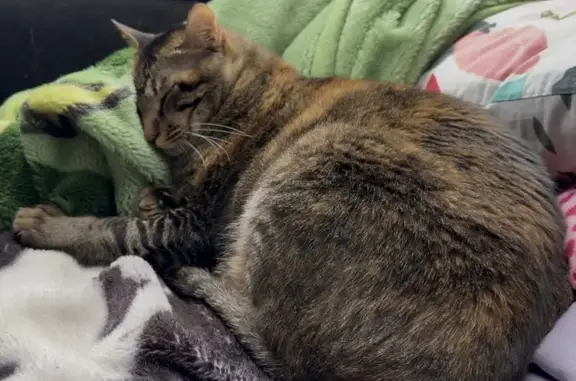 Lost female cat, Green Lane, Goodmayes - green eyes and microchipped - photo