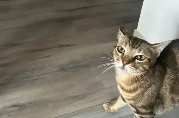 Chat trouvé Illzach, photo: Chat trouvé, Delle, Illzach - grand et gris à rayures