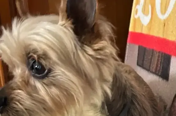 Chien perdu, Route de Lacrouzette, Burlats - mâle de 12 ans - photo