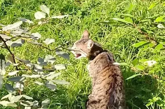 Chat trouvé Sarcelles, photo: Chat trouvé, Avenue César Franck, Sarcelles - gris tigré avec collier bleu
