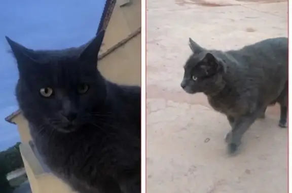 Animaux perdus Lunel, photo: Chat perdu, Rue Anatole France, Lunel, Paris - gris type chartreux