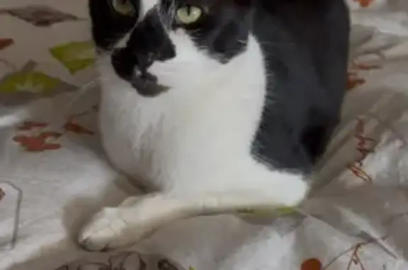 Animaux perdus Paris, photo: Chat perdu, Rue d'Arras, Lille - mâle craintif