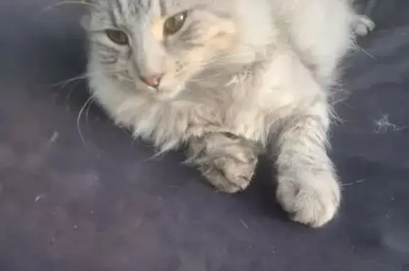 Lost male cat, Bantanga Crescent, Salisbury - long hair Silver tabby - photo