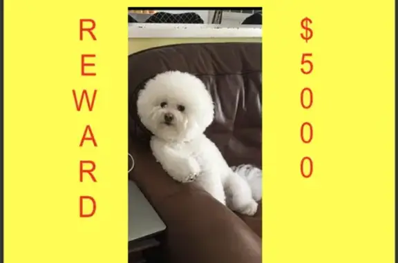 Lost pets Beavercreek, photo: Lost dog, Wilmington - male Bichon, 12 years old