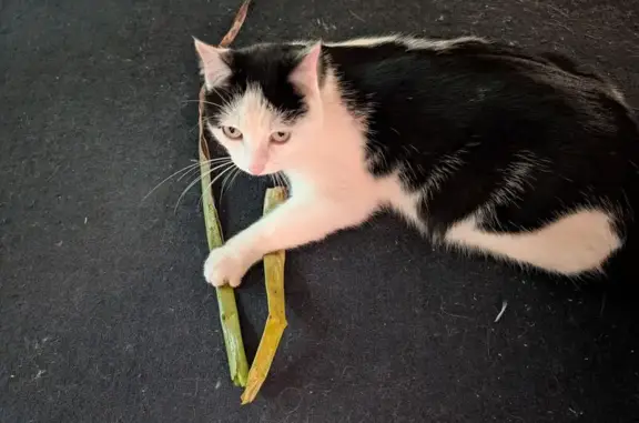 Chat perdu, Meuilley, Paris - mâle noir et blanc - photo