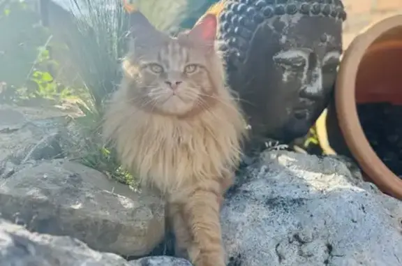 Animaux perdus Malaunay, photo: Chat perdu, Rue de la Ville aux Geais, Malaunay - Yago est sociable mais peut être apeuré