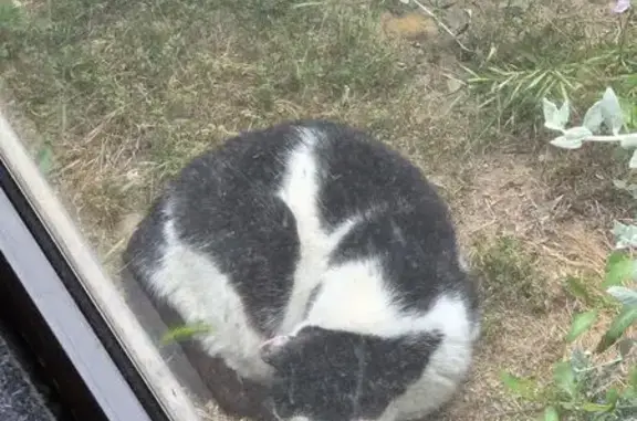 Animaux trouvés Nice, photo: Chat trouvé, ZI Les Tourrades, Nice - blanc et noir