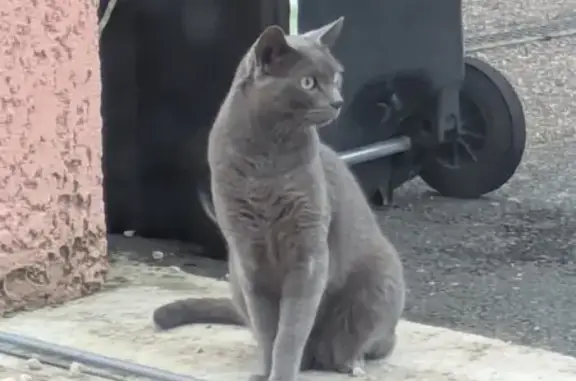 Animaux perdus Pont-Saint-Martin, photo: Chat perdu, Rue de Bretagne, Cossé-le-Vivien - ressemble à un chartreux