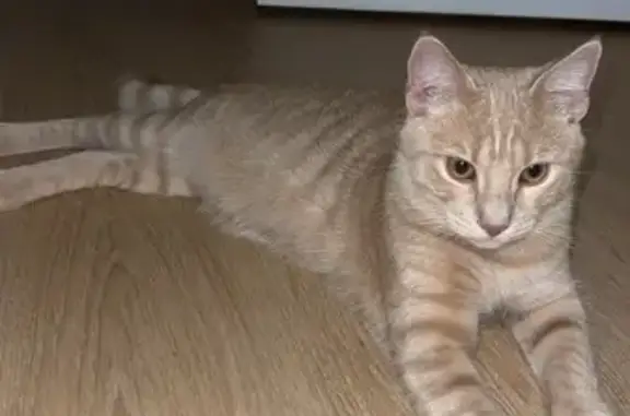 Chat perdu, Vernouillet, photo: Chat perdu, Impasse des Ormes, Vernouillet - jeune chat beige