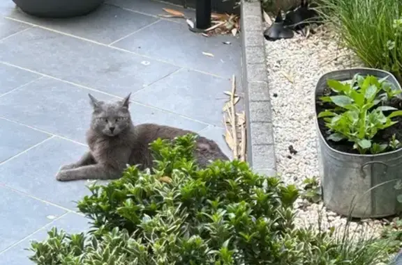 Animaux trouvés Paris, photo: Chat trouvé, Boulevard de la Gare, Saint-Brice-sous-Forêt - jeune chat gris aux yeux jaunes