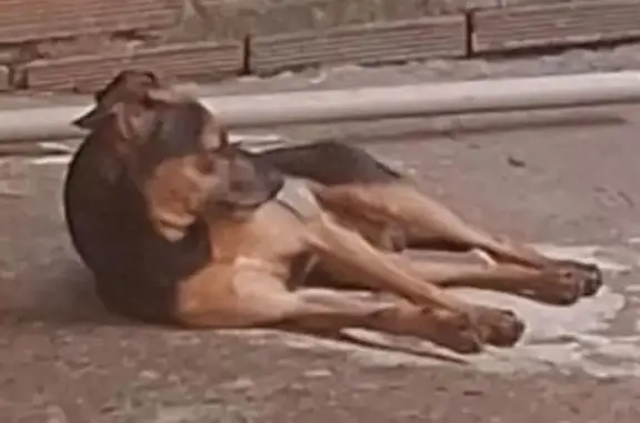 Cachorro perdido Macho (brl002732) - photo