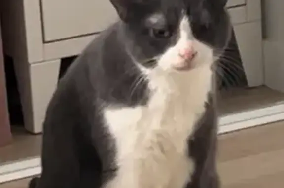 Chat perdu, Roanne, photo: Chat perdu, Rue Pavy, Roanne - mâle âgé et peureux