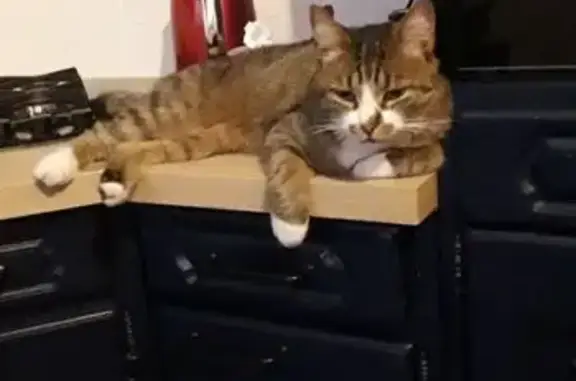 Animaux perdus Paris, photo: Chat perdu, Allée des Côtes Fleuries, Ceyrat - Pepsi, très indépendant