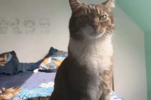 Animaux perdus Paris, photo: Chat perdu, Allée André Malraux, Lagny-sur-Marne - mâle tigré marron