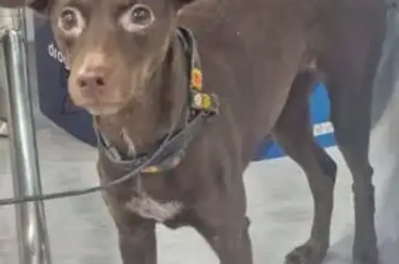 Cachorro encontrado Fêmea (brf002733) - photo