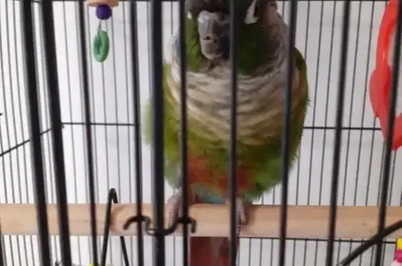 Animaux perdus Lyon, photo: Oiseau perdu, Allée de la Malvoisine, Noisiel - petit oiseau vert rouge