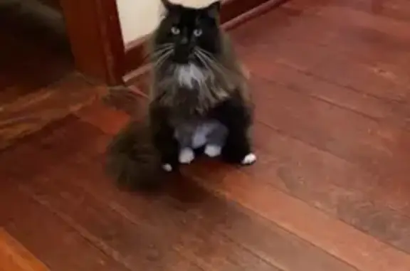 Lost female cat, Foyle Road, Perth - long haired and makes trilling sounds - photo