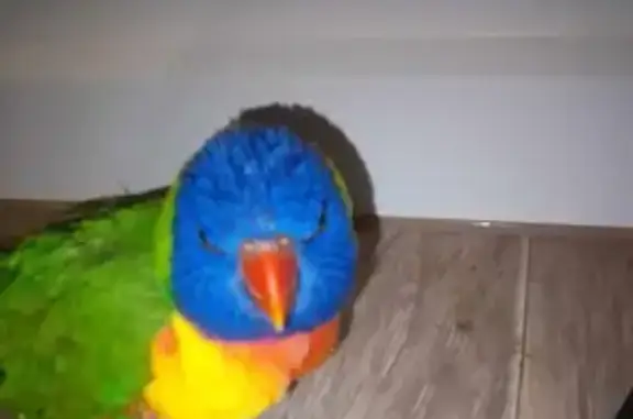 Lost pets Adelaide, photo: Lost bird, Kitchener Street, Port Adelaide Enfield - likes head scratches