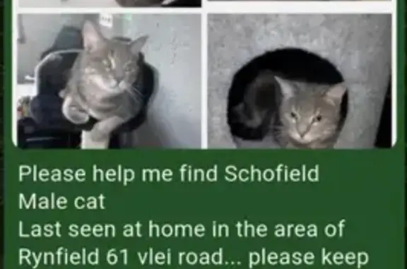 Lost pets New Modder, photo: Lost male cat, Vlei Road, 61, New Modder - medium-sized gray tabby