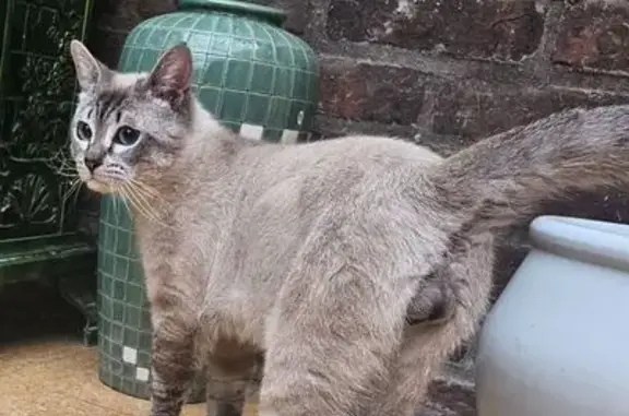 Animaux trouvés Villeneuve-d'Ascq, photo: Chat trouvé, Rue des Fusillés, Villeneuve-d'Ascq - siamois non castré
