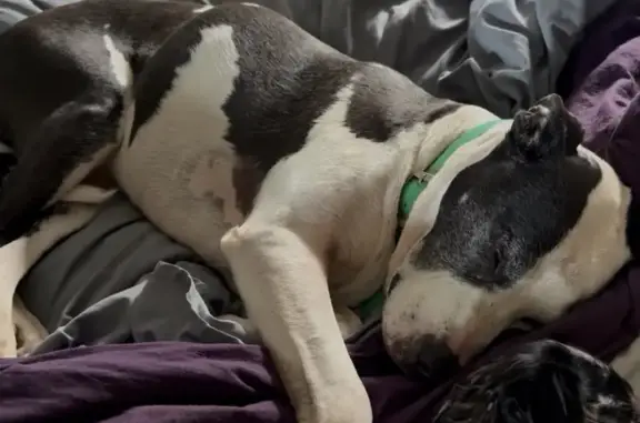 Lost pets Salem, photo: Missing dog Male, Salem (usl536381)