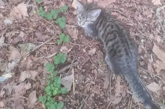 Chat perdu, Onesse-Laharie, Nouvelle-Aquitaine - chattonne de 3 mois - photo