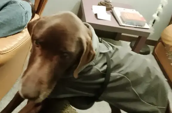 Chien perdu, Boulevard Jules Verne, 120, Nantes - croisé braque allemand labrador - photo