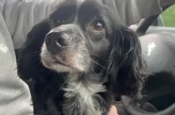 Chien trouvé Toulouse, photo: Chien trouvé, Allée Cazaban, 424, Angresse - très sociable