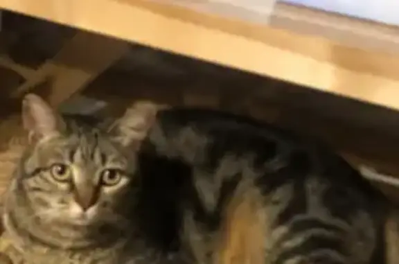 Gato perdido, El Camí de Rubió, 19, Reus - tiene una muesca en la oreja - photo