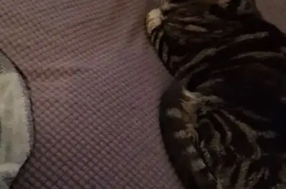 Missing cat Philadelphia, photo: Lost cat, Moore Street, Philadelphia - 13-year-old female without collar