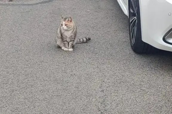 Encontrado gato, Calle Tomas V...