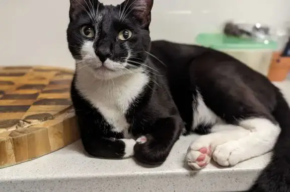 Lost male cat, Cobblers Street, Mandurah - silky black coat - photo